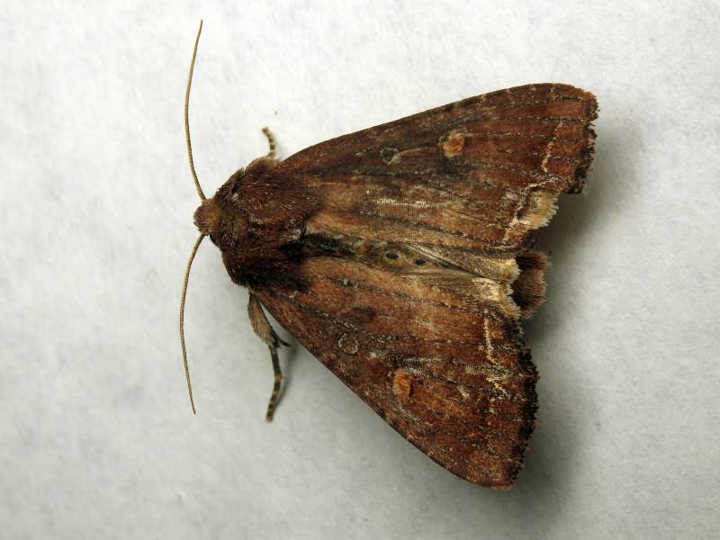 Lacanobia oleracea (Linnaeus, 1758)
